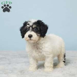 Russ, Miniature Poodle Puppy